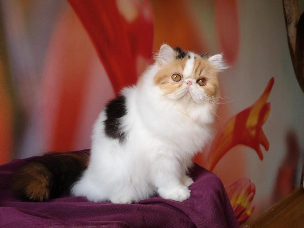 PATRONUS OTTER DU LYS DE CRISTAL CHAT PERSAN AVEYRON