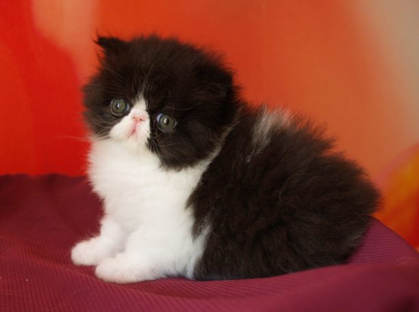 S'CORT GIRL des PERSANS de ROSE Chatterie des PERSANS DE ROSE