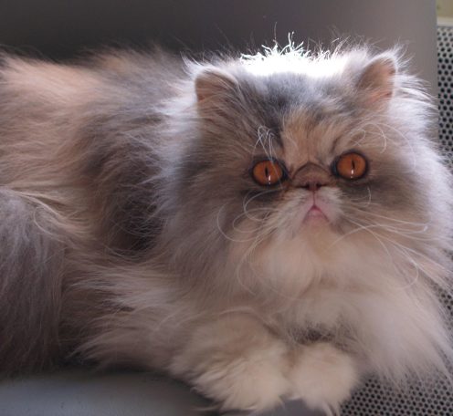 LILOO des PERSANS de ROSE CHAT PERSAN AVEYRON