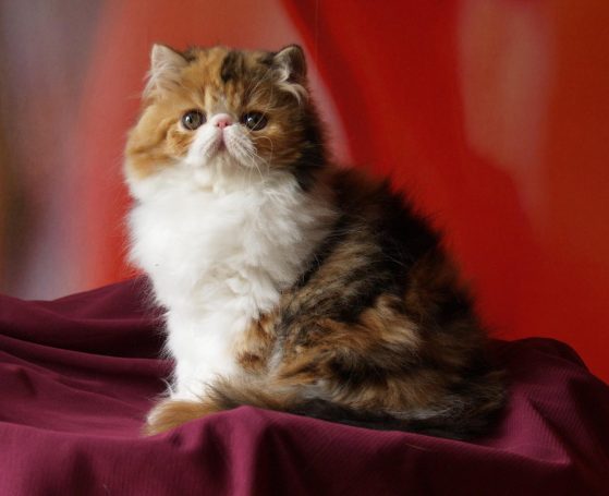 SISSY des PERSANS de ROSE SISSY PERSAN AVEYRON