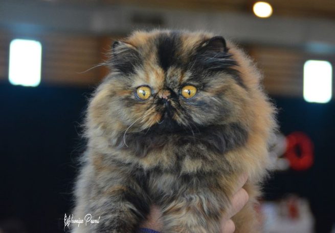 LOOK AT ME PRADA CHAT PERSAN SUD FRANCE