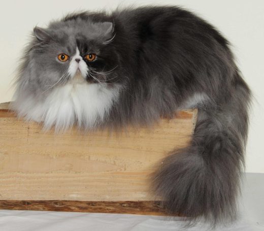 HARMONIE des PERSANS de ROSE HARMONIE des PERSANS de ROSE