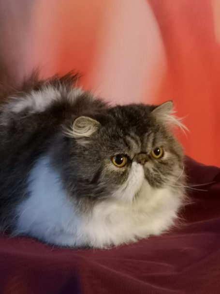 STARSEED ODER PERSAN mâle