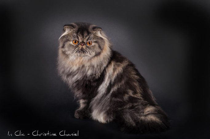 ROLEX des PERSANS DE ROSE CHAT PERSAN AVEYRON