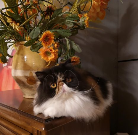 SUMAVA'S KAO SUMAVA'S KAO