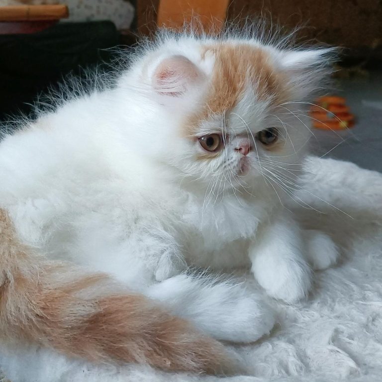 UGOLIN des PERSANS de ROSE Chaton PERSAN disponible