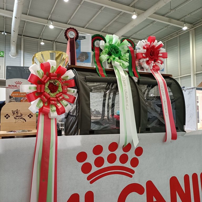 Expo d'IRUN en avril 2023 avec ROLEX des PERSANS de ROSE Chatterie des PERSANS de ROSE en Aveyron
